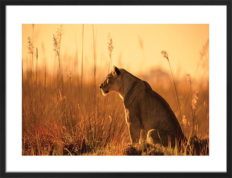 Sunset Stalking Framed Art Print by Mario Moreno