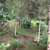 Early days in Hydrangea Walk 2018