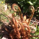 Fern unfurling