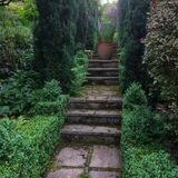 Yew Steps