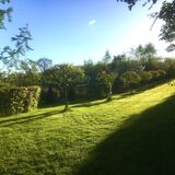 Pauls Scarlet Hawthorns to Orchard Terraces