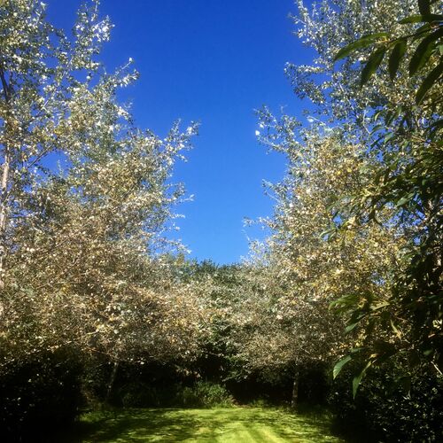Silver Poplar Avenue in woodland