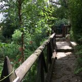Wisteria walk to Monkey Perch
