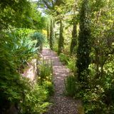 Yew Path under the Canary Bird
