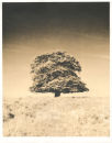 Lith Print