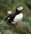Puffin