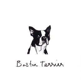 Boston Terrier