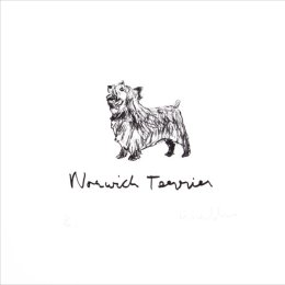 Norwich Terrier