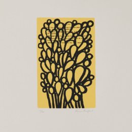 Genista