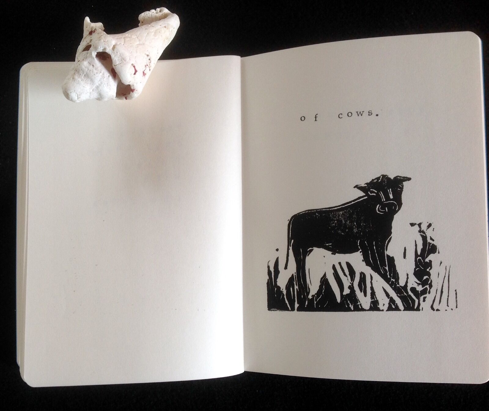 into cow pastures9