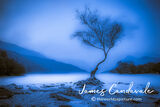 Lone Tree Blues