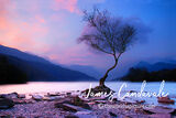 Lone Tree Morning