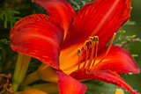 Red lilly in home garden