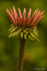 Young echinacae