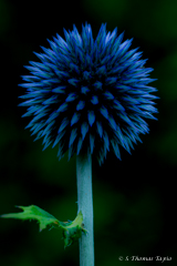 Dramatically blue