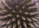 Flower Power in macro