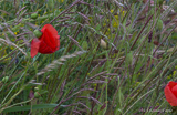 Poppy