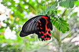Benalmadena Mariposario