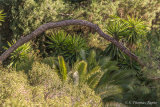 A variety of trees and bushes at Jardin Historico-Botanico Málaga