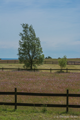 Backåkra residence