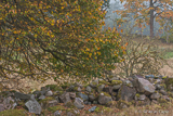 Ballingstorp grounds