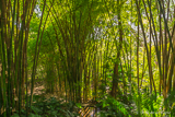 Bamboo forest at Jardin Historico-Botanico Málaga