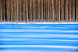 Birch trees wintertime