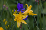 Blue & Yellow with Mr. Ant
