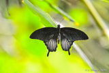 Butterfly in Mariposario