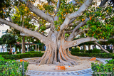 Old fig tree in Cadiz