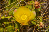 Cactus Rose in Matalascanas