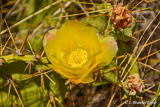 Yellow Cactus Rose