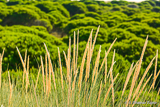 Donana National Park