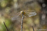 Dragonfly in Tolox