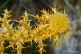 Thistle during dry season.