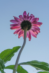 Reaching out