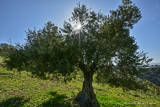 Olive tree in the evening sun