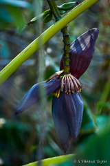 Flower/fruit of palm tree