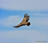 Benalmadena Eagles