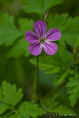 Fulltofta woods, Skåne