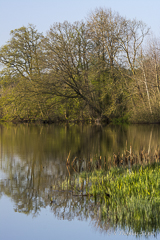 Helge river on a sunny spring morning.