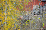 Autumn colours