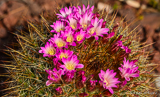 Cactus blossom at La Concepción, Malaga