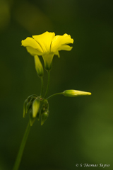 Yellow spring flower in La Conceptión, Málaga.