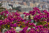Spring Blossom in Northern Málaga.