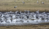 Migrating Common Crane Resting at Pulken, Scania, March 2015