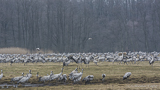 Thousands of Common Crane in Pulken Wetlands March 2015