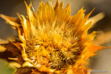 Large thistle in dry season