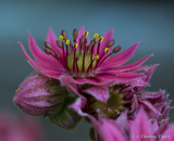 Macro close-up from our garden