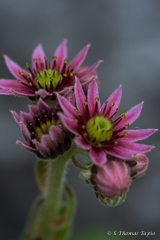Succulent plant (macro image)